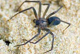 Brown Recluse